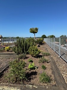 Neubepflanzung Dachterrasse 3